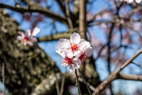 Close-up of the almond blossom with the background unfocused 