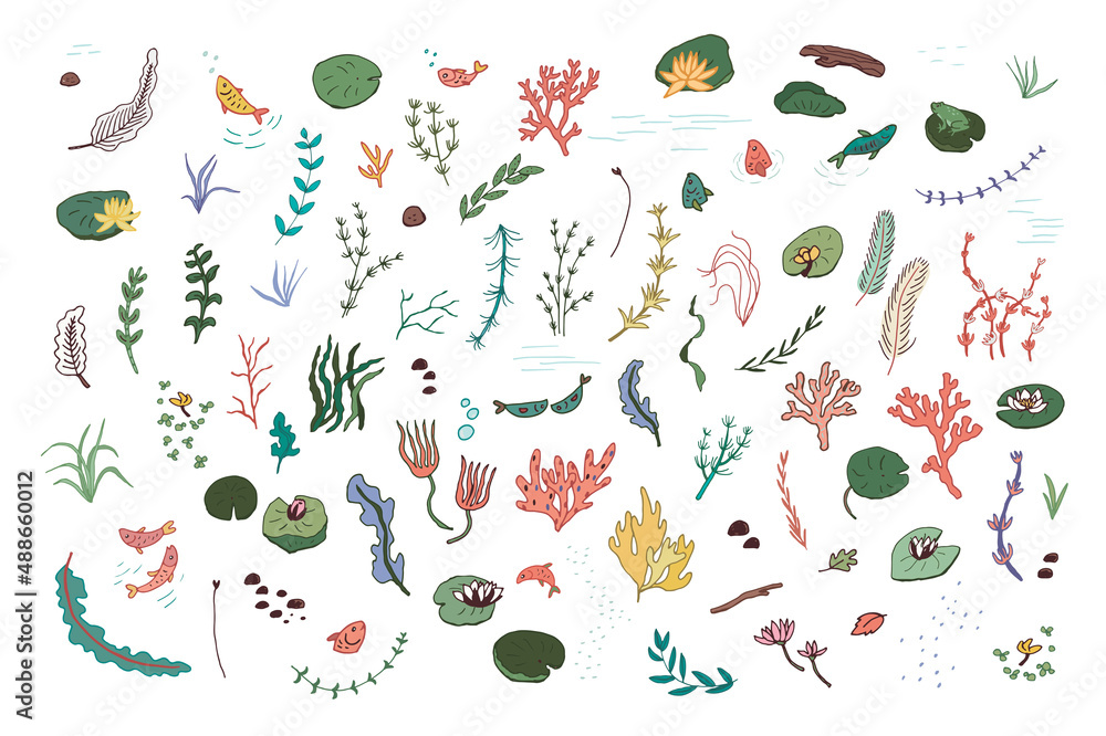 Water plants vector illustrations set