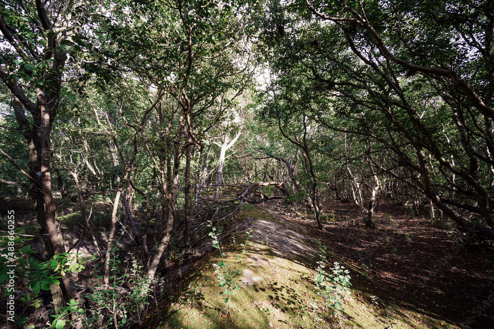 Dichter Wald in der Vogelkoje auf Amrum Dichter Wald in der Vogelkoje auf Amrum