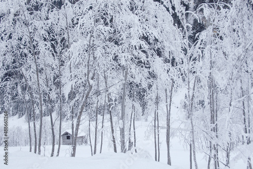 Winterwald mit Hütte photo