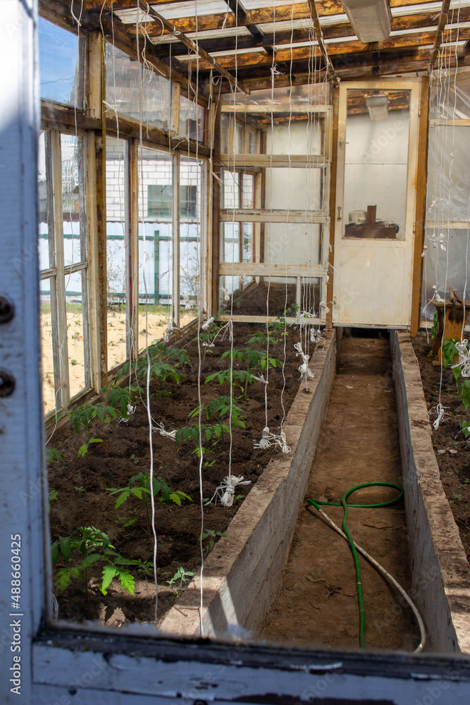 An old greenhouse with tomato sprouts. Tying up plants for a good harvest. Hobby gardening. Large windows.