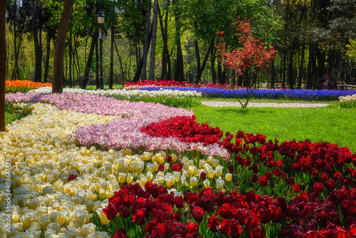 Amazing flowering garden, famous turkish park Emirgan Korusu in Istanbul during spring tulip festival, nature sunny landscape with different flowers, outdoor travel and botanical background, Turkey photo