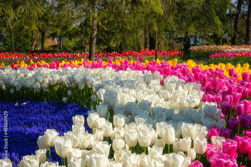 Amazing flowering garden, famous turkish park Emirgan Korusu in Istanbul during spring tulip festival, nature sunny landscape with different flowers, outdoor travel and botanical background, Turkey photo