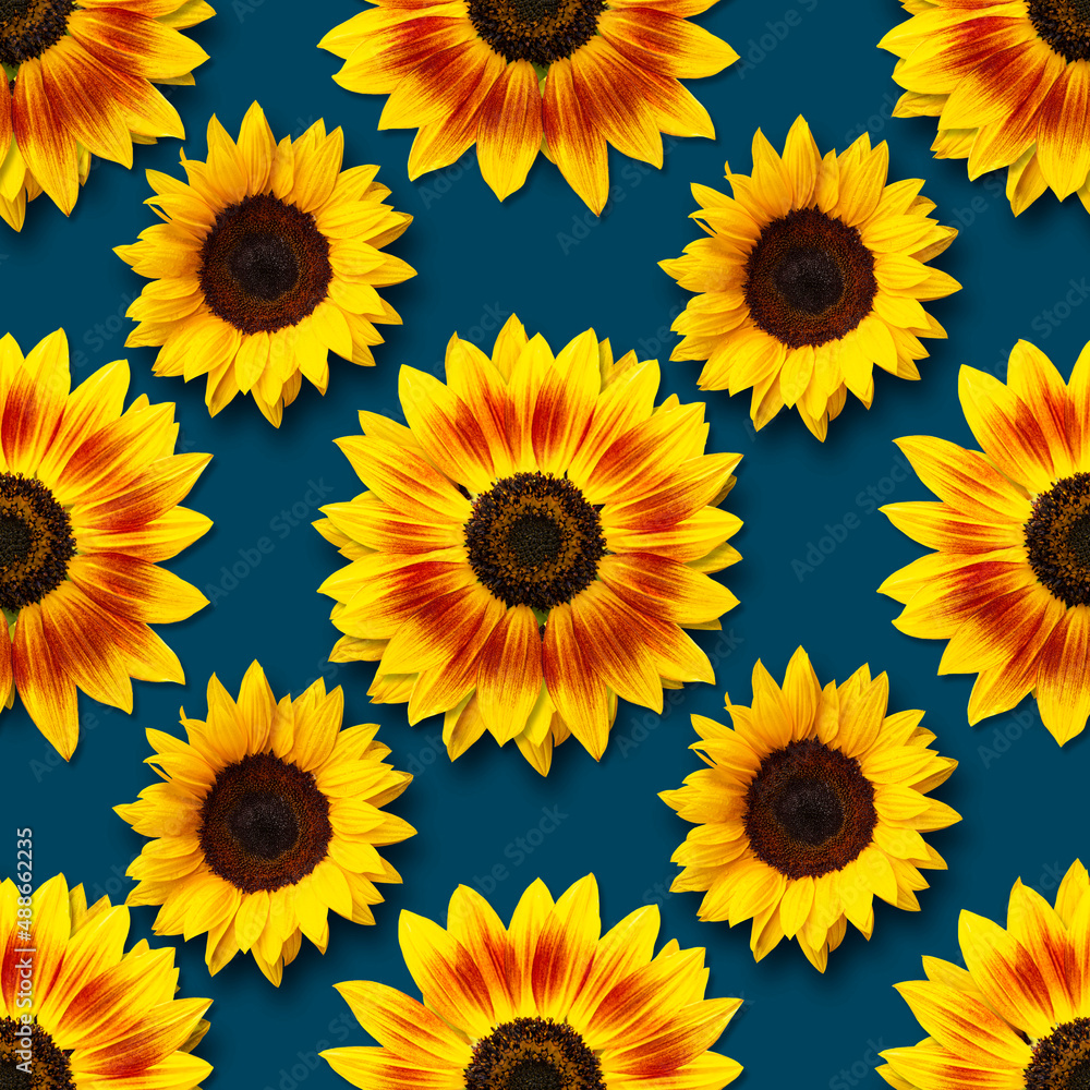 Obraz premium Dwarf Music Box Sunflowers flowers seamless pattern design on dark background. Can be tiled