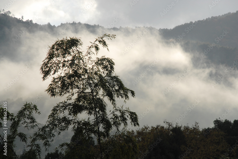 Fototapeta premium 朝靄 京都市醍醐