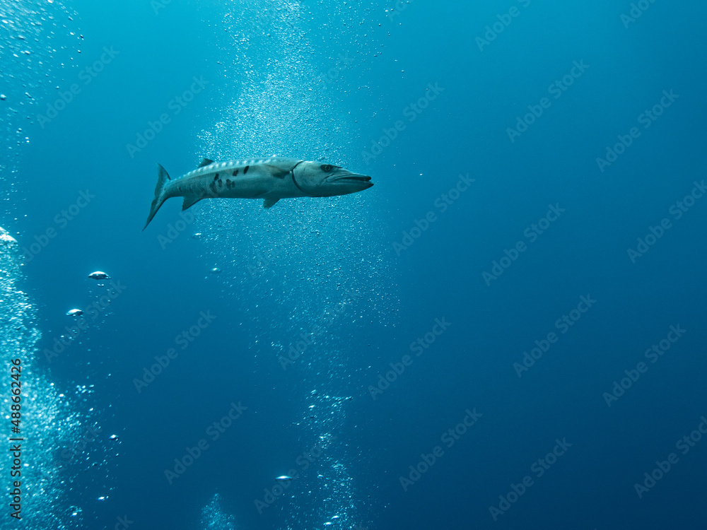 Barracuda in St Lucia