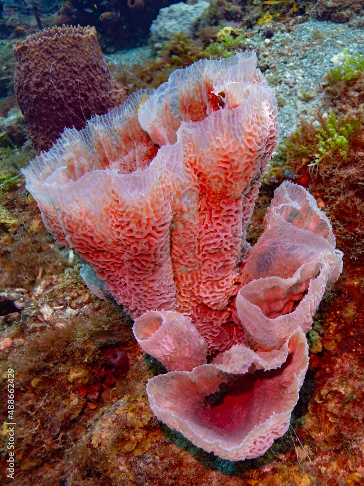 Glass Sponge in St Lucia