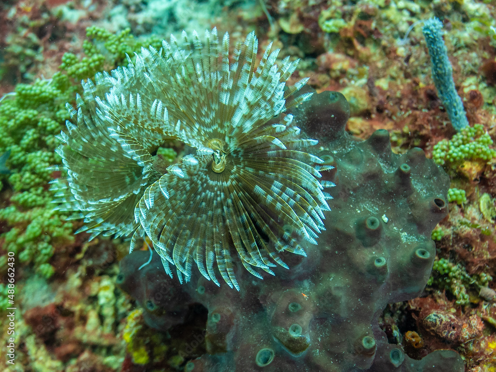 Feather Duster Coral in St Lucia