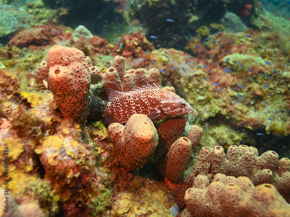 Juvenile Grouper in St Lucia