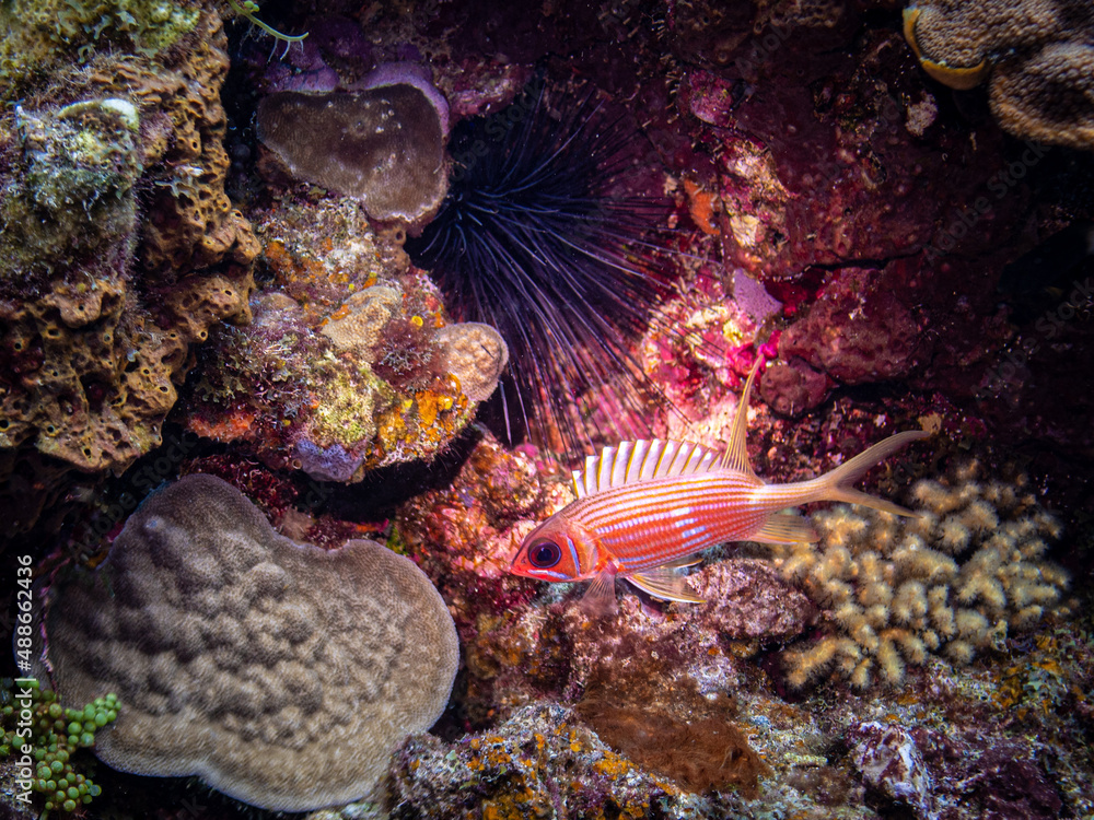 Squirrelfish and Sea Urchin in St Lucia