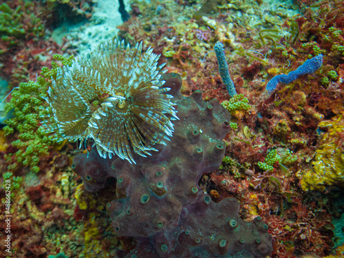 Feather Duster Coral in St Lucia