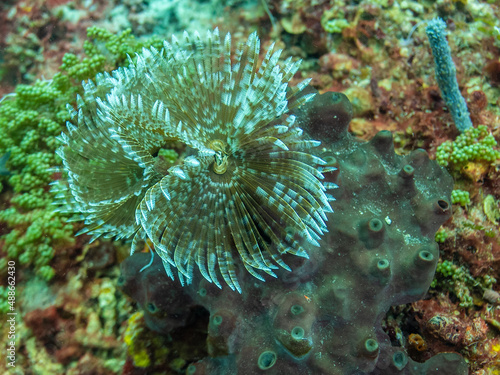 Obraz na płótnie Feather Duster Coral in St Lucia w salonie