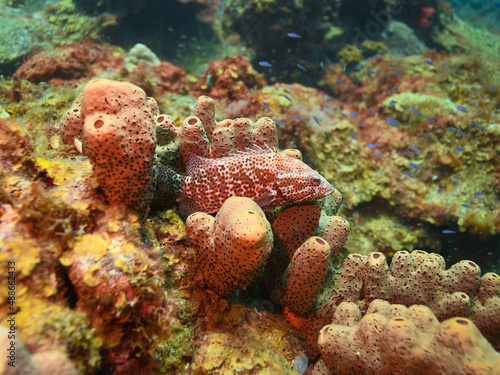 Obraz na płótnie Juvenile Grouper in St Lucia w salonie