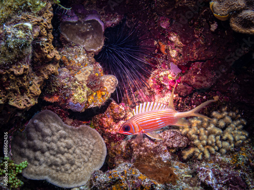 Obraz na płótnie Squirrelfish and Sea Urchin in St Lucia w salonie