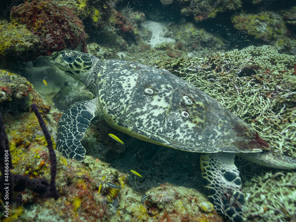Hawksbill Turtle in St Lucia