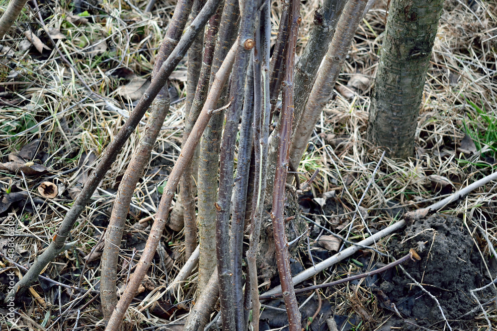 cut branches in a vertical position, close-up cut branches in a vertical position, close-up