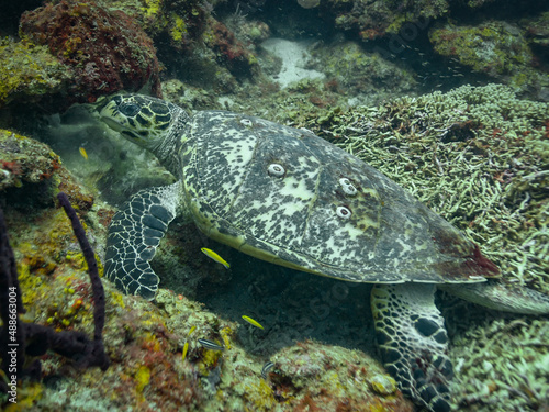 Obraz na płótnie Hawksbill Turtle in St Lucia w salonie