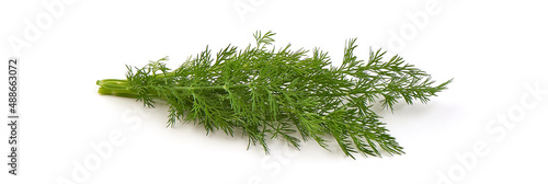 Fresh dill bunch, fresh condiments, isolated on white background.