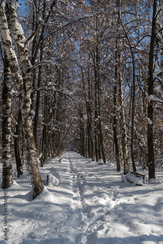 Wallpaper Mural old abandoned forest. spooky forest on a winter day Torontodigital.ca