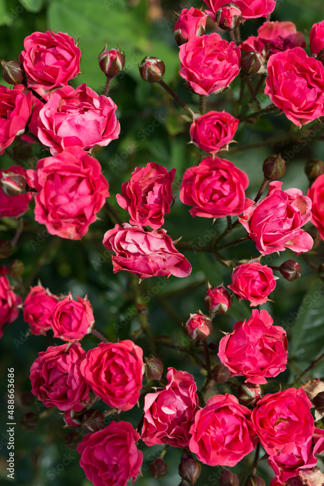 bunch of roses bunch of roses