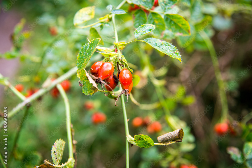 Fototapeta premium Hagebutte