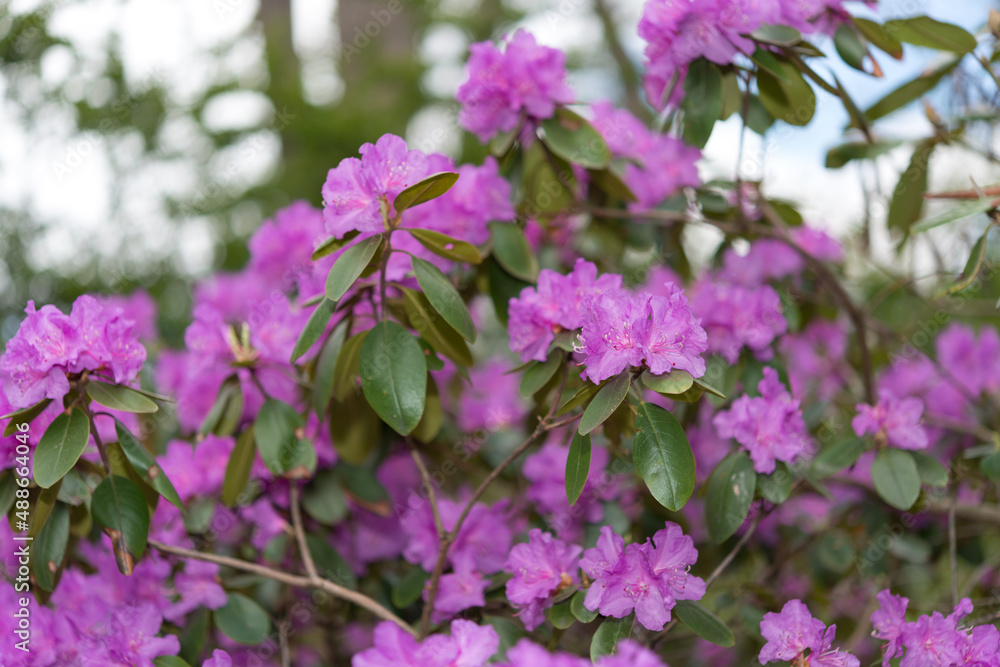 Fototapeta premium violet rhododendrons in the park