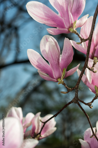 magnolia (Magnolia x soulongiona?) blossoms on a branch