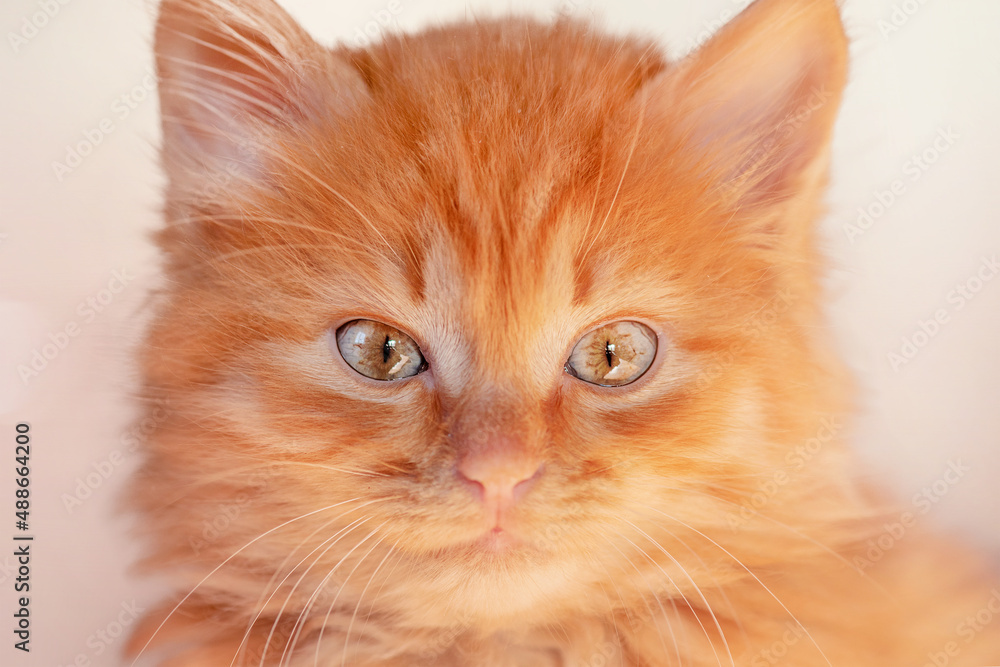 Little red kitten close-up. Red fluffy kitten with green eyes.