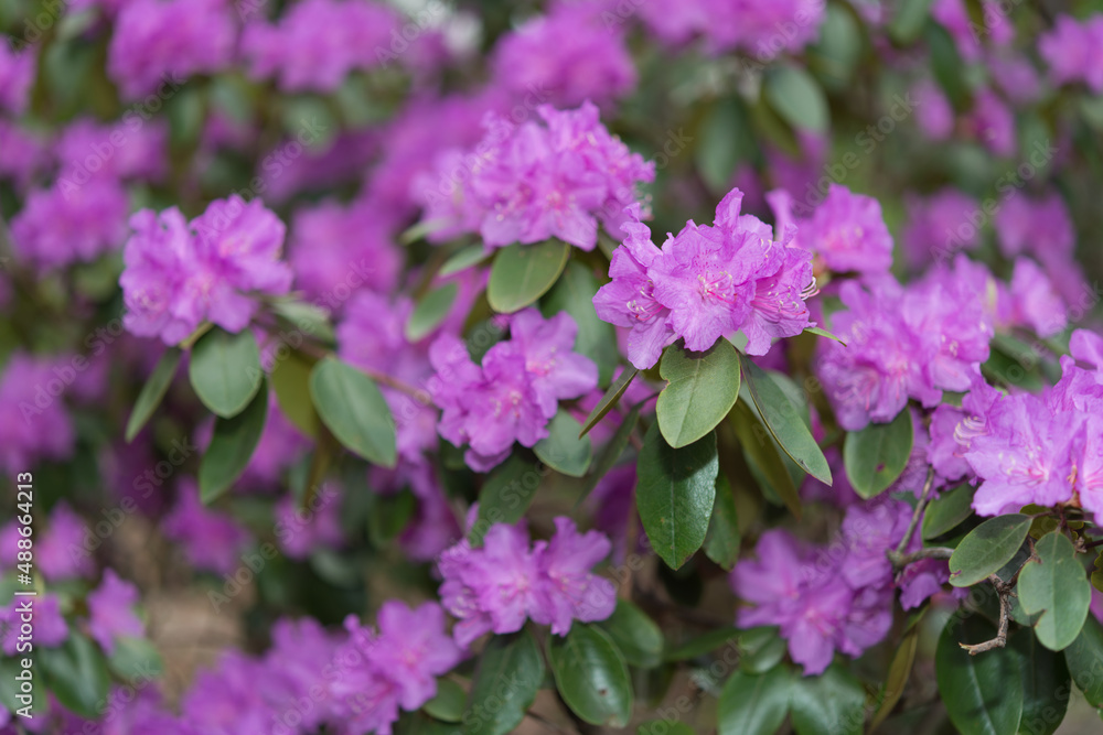 field of violet rhododendrons in the park field of violet rhododendrons in the park