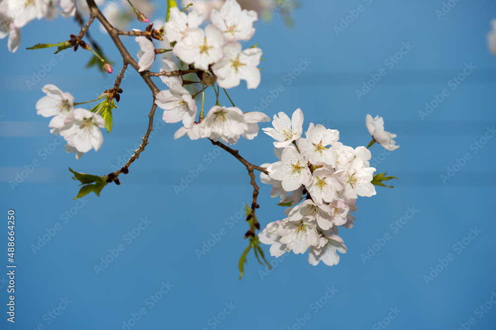 Fototapeta premium cherry blossoms against a blue sky