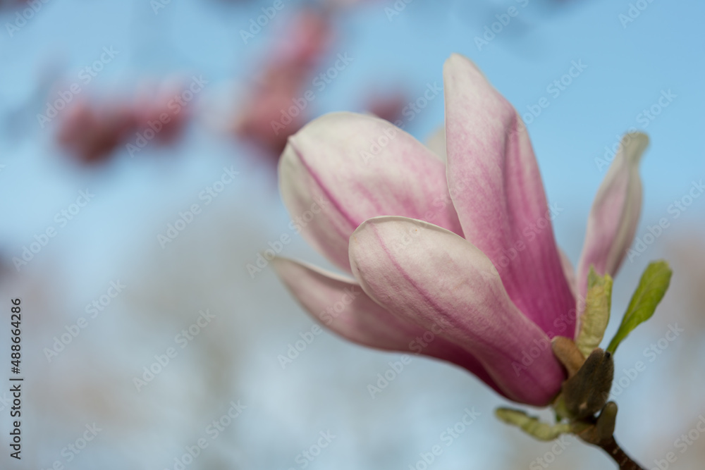 magnolia (Magnolia x soulongiona?) blossom up close with blank space magnolia (Magnolia x soulongiona?) blossom up close with blank space