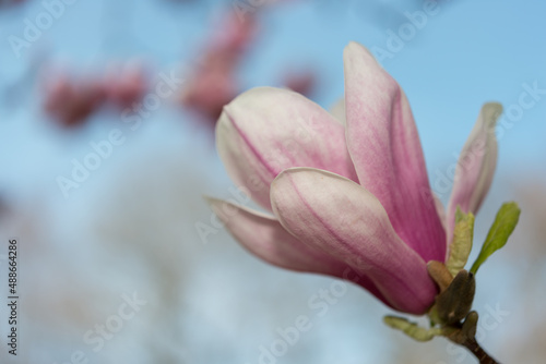 magnolia (Magnolia x soulongiona?) blossom up close with blank space