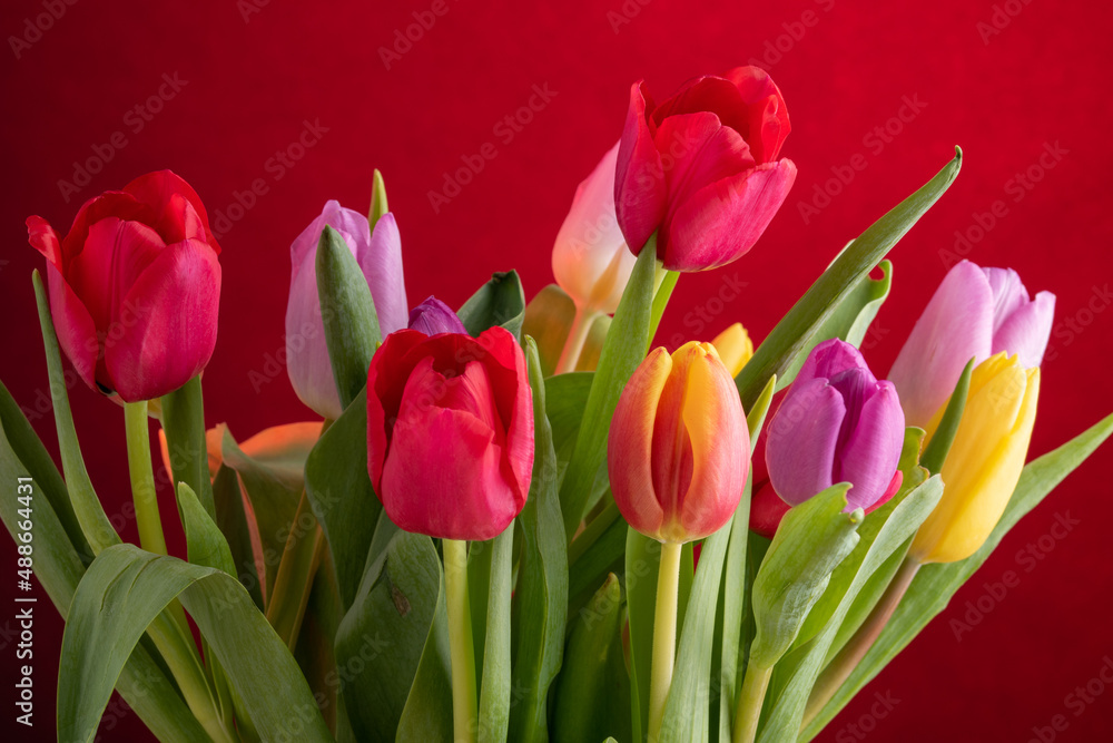 Yellow ,red and pink tulips over colored background. Yellow ,red and pink tulips over colored background.