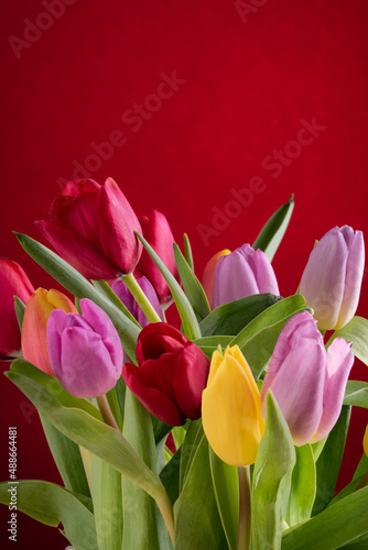 Yellow  red and pink tulips over colored background.