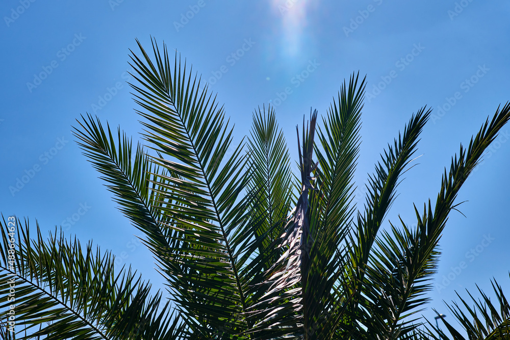 Palm tree with blue sky and sun with sunshine Palm tree with blue sky and sun with sunshine