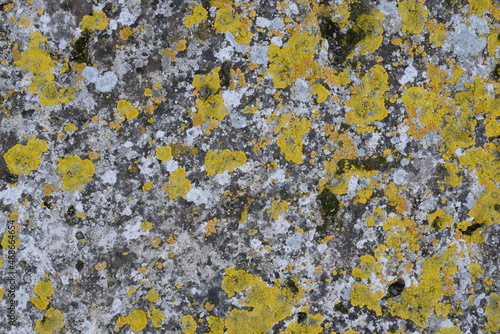 EL liquen y la piedra