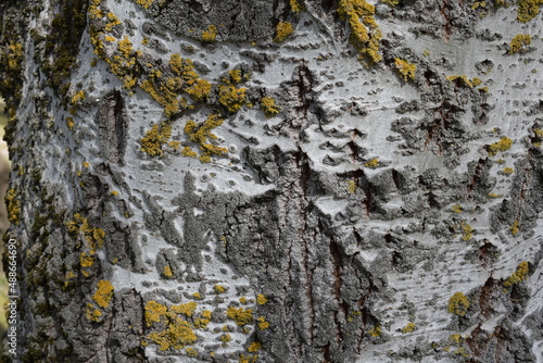 Corteza con liquenes