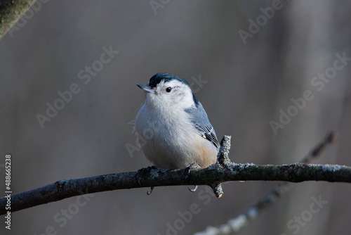 white breasted nuthatch