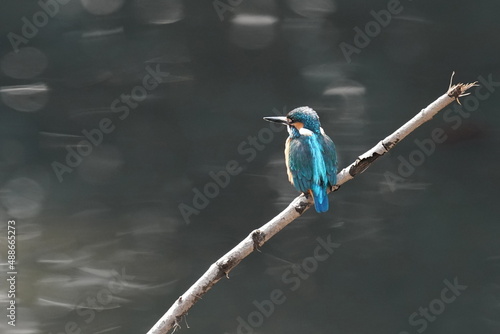 kingfisher in the forest park © Matthewadobe