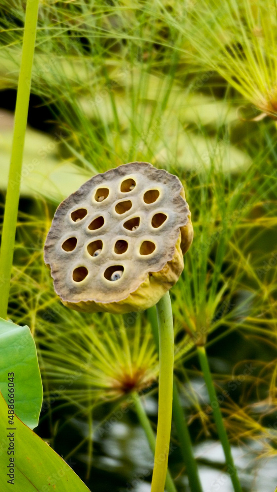 Lotus Pod Lotus Pod