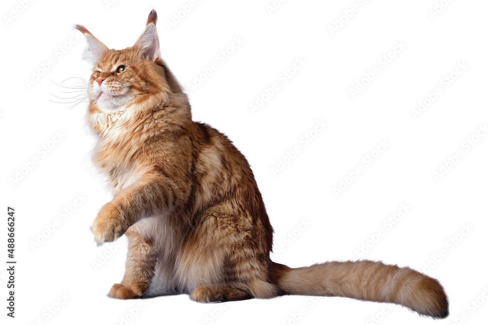 A big red maine coon cat sitting in studio on white background, isolated.