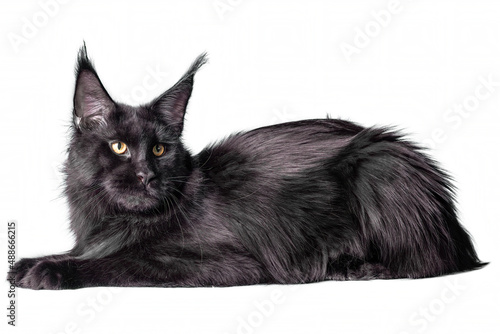 A big black maine coon kitten sitting in studio on white background, isolated.