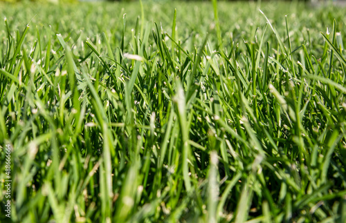 Fresh green lawn background with sunny grass
