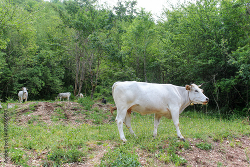 Chianine cows chew on herbs near a small wood