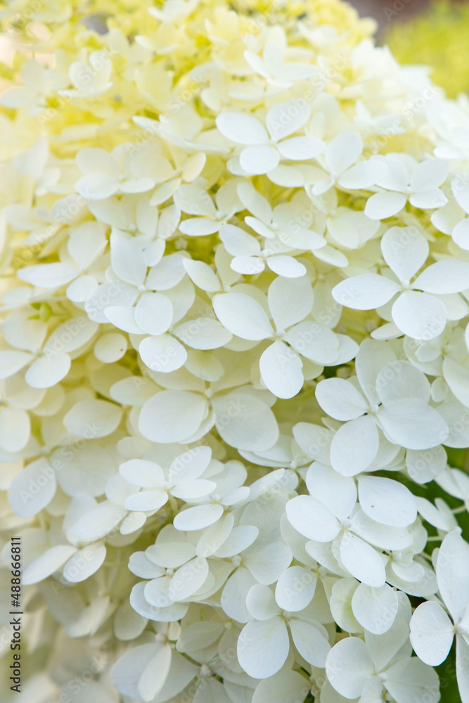 Closeup of white big hortensia flower. Natural floral vertical backdrop Closeup of white big hortensia flower. Natural floral vertical backdrop