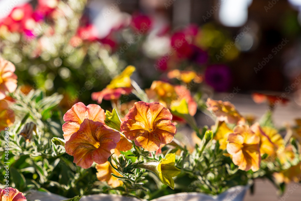 Beautiful orange flower of marigold on the sunlight. Decorative cultivated variety in the garden Beautiful orange flower of marigold on the sunlight. Decorative cultivated variety in the garden