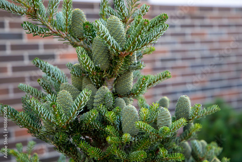 A bunch of green decorative cones on the coniferous tree on the garden. Gardening and cultivating plants. photo