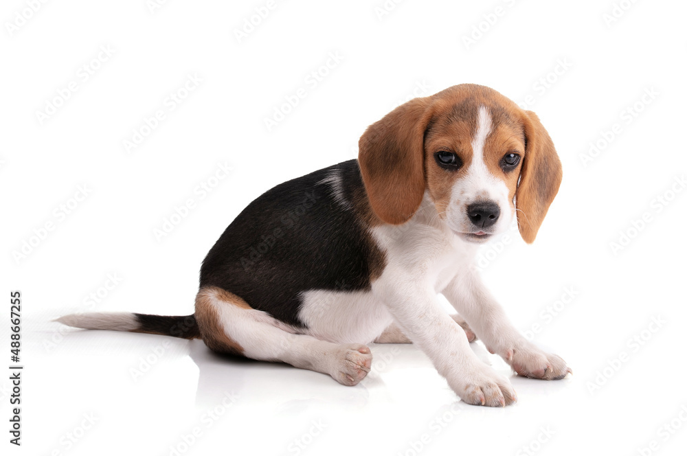 Puppy beagle sitting and looking