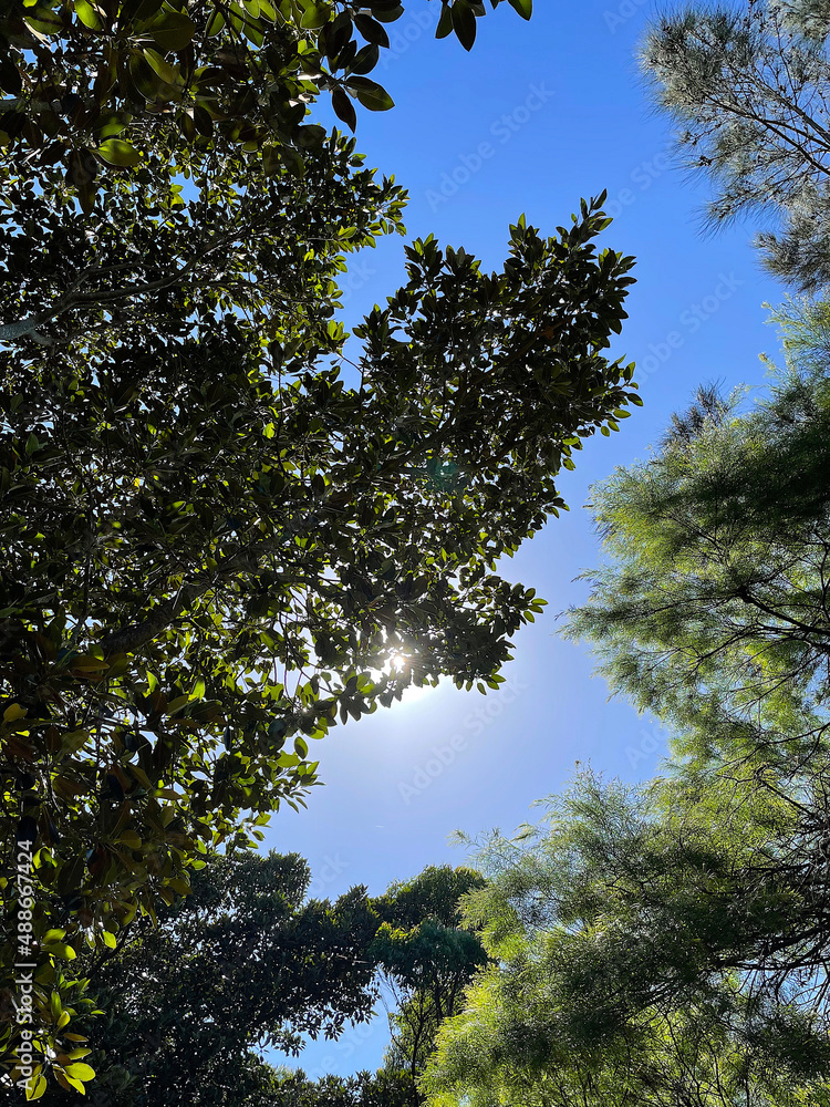 trees in the sky trees in the sky