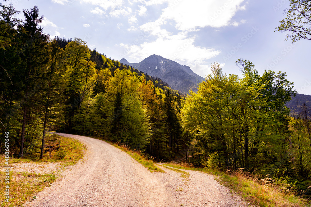 Fototapeta premium Road in the mountain forest